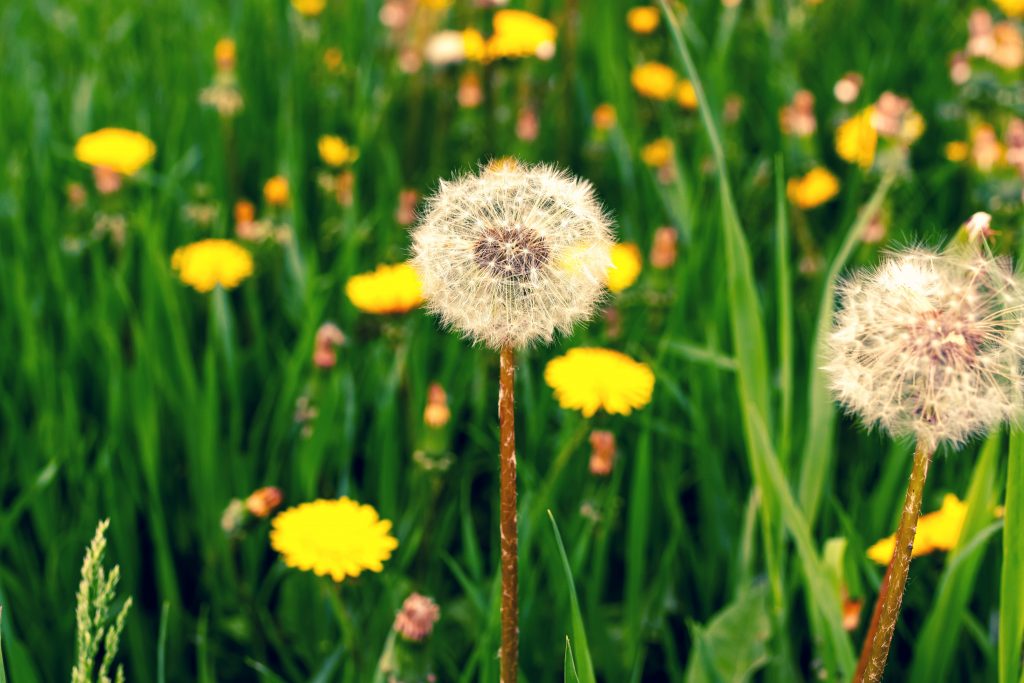 Green Witch Diaries: Dandelion - WITCH