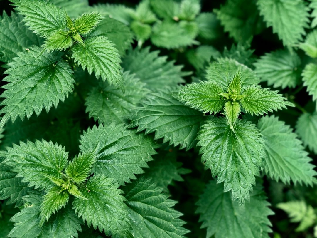 Green Witch Diaries: Stinging Nettles - WITCH